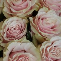 Rose à l'unité – Image 3