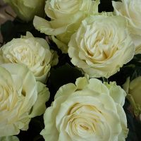 Rose à l'unité – Image 2