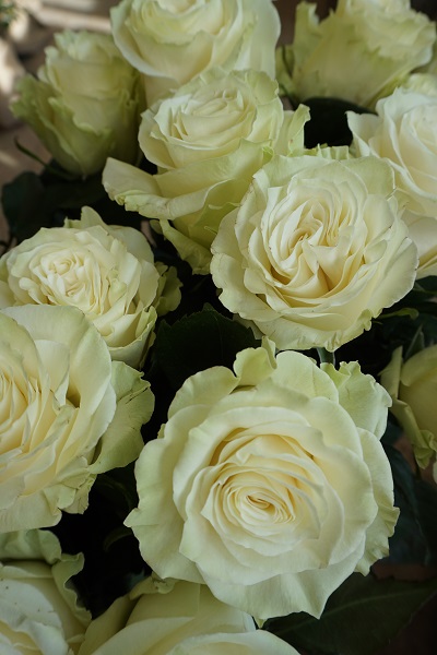 Bouquet de 7 roses - A Nos Racines