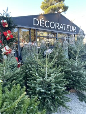 Sapin Coupés Nordmann premier choix avec buche