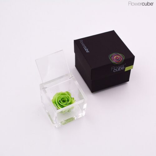 Rose verte dans son cube en plexiglass transparent 6x6.