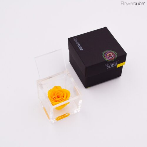 Rose jaune dans son cube en plexiglass transparent 6x6.