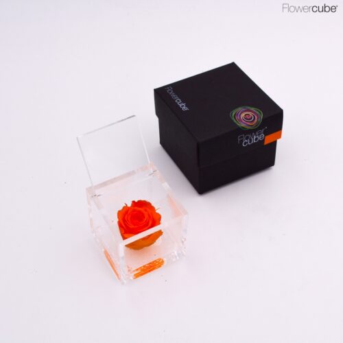 Rose orange dans son cube en plexiglass transparent 6x6.