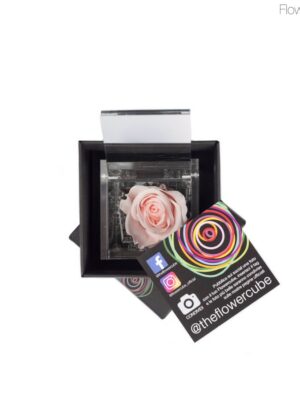 Flowercube spéciale édition Rosa 6x6 Rose pastel
