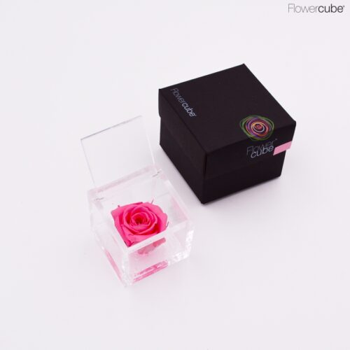 Rose rose dans son cube en plexiglass transparent 6x6.