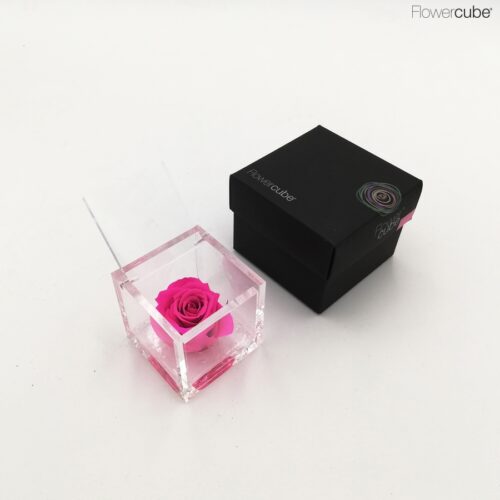 Flowercube spéciale édition Rosa 6x6 Fuchsia