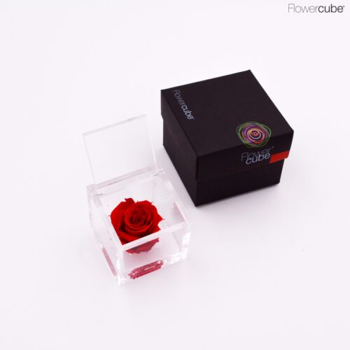 Rose rouge dans son cube en plexiglass transparent 6x6.