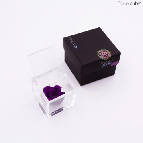 Rose violette dans son cube en plexiglass transparent 6x6.