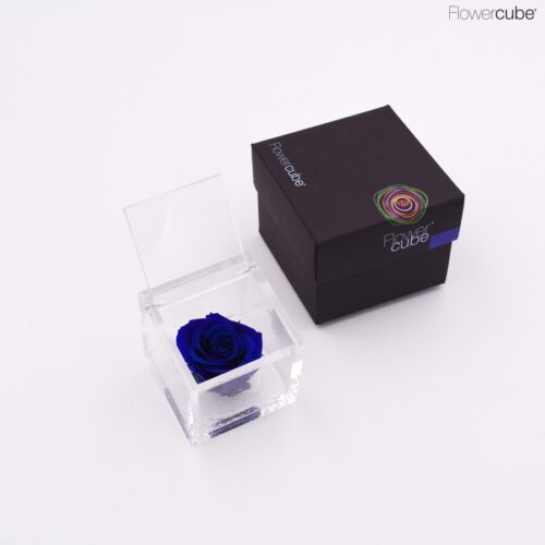 Rose bleue dans son cube en plexiglass transparent 6x6.