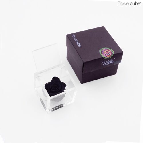 Rose noire dans son cube en plexiglass transparent 6x6.