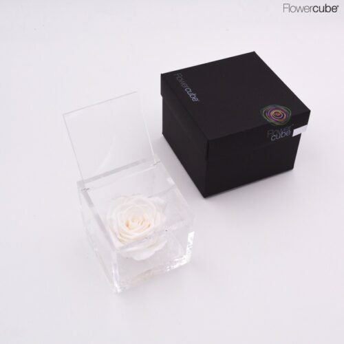 Rose blanche dans son cube en plexiglass transparent 8x8.