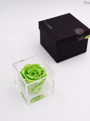 Rose verte dans son cube en plexiglass transparent 8x8.