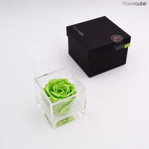 Rose verte dans son cube en plexiglass transparent 8x8.