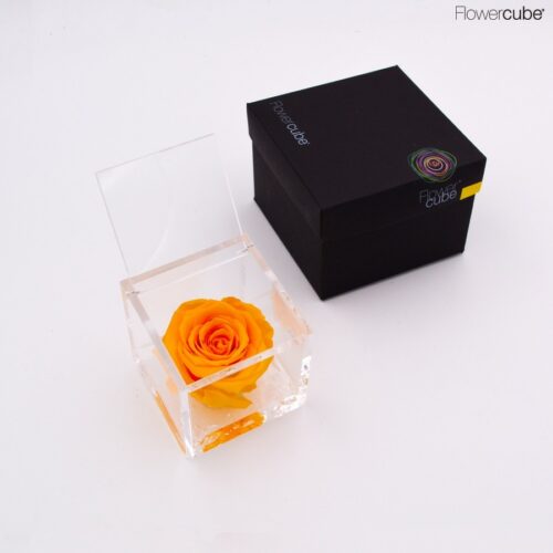 Rose jeune dans son cube en plexiglass transparent 8x8.