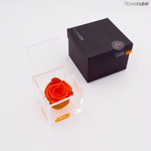 Rose orange dans son cube en plexiglass transparent 8x8.