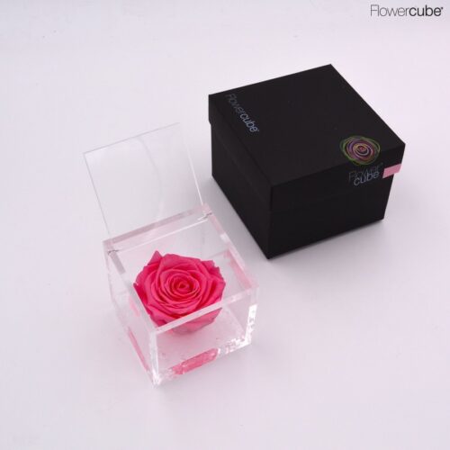 Rose rose dans son cube en plexiglass transparent 8x8.