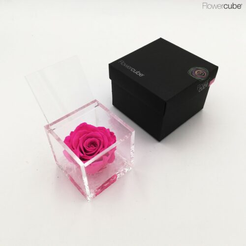 Flowercube spéciale édition Rosa 8x8 Fuchsia