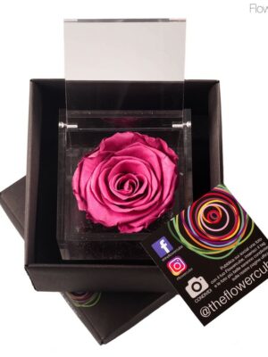 Flowercube spéciale édition Rosa 8x8 Myrtille