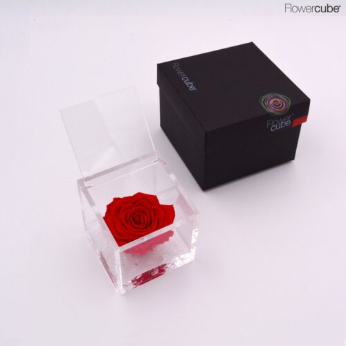 Rose rouge dans son cube en plexiglass transparent 8x8.