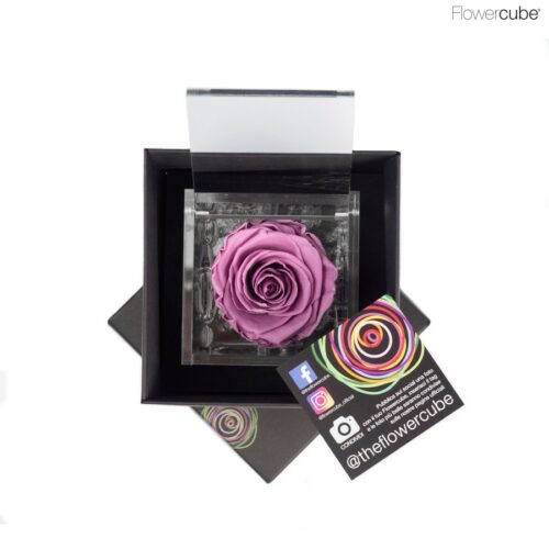 Flowercube spéciale édition Rosa 8x8 Lila