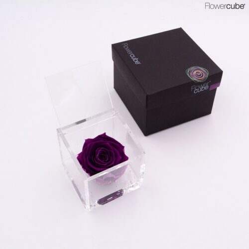 Rose violette dans son cube en plexiglass transparent 8x8.