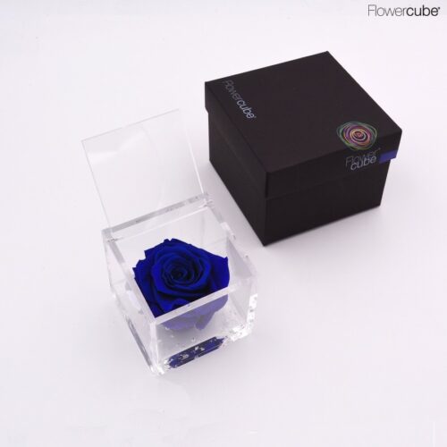 Rose bleue dans son cube en plexiglass transparent 8x8.