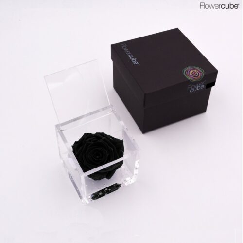 Rose noire dans son cube en plexiglass transparent 8x8.