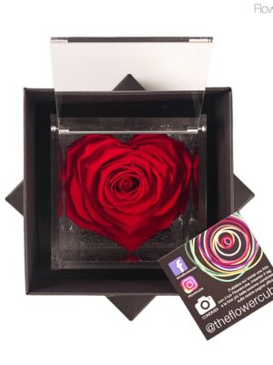Flowercube Rosa Cœur Baccara 10x10
