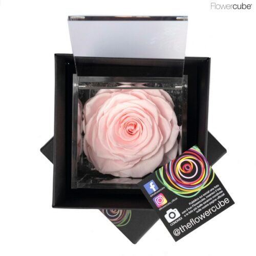 Flowercube spéciale édition Rosa 10x10 Rose pastel