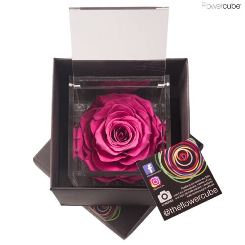 Flowercube spéciale édition Rosa 10x10 Myrtille