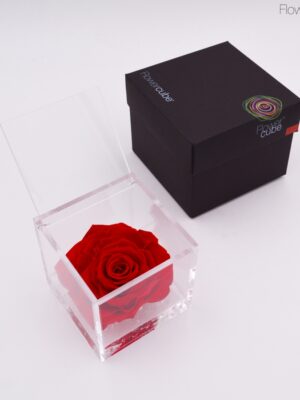 Rose rouge dans son cube en plexiglass transparent 10x10.