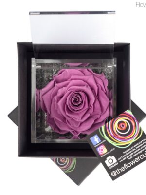 Flowercube spéciale édition Rosa 10x10 Lila