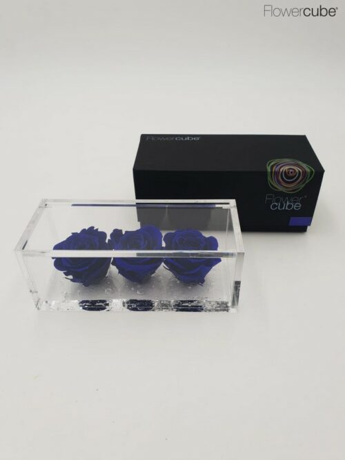 3 roses bleues dans leur cube en plexiglass transparent 15x6x6.