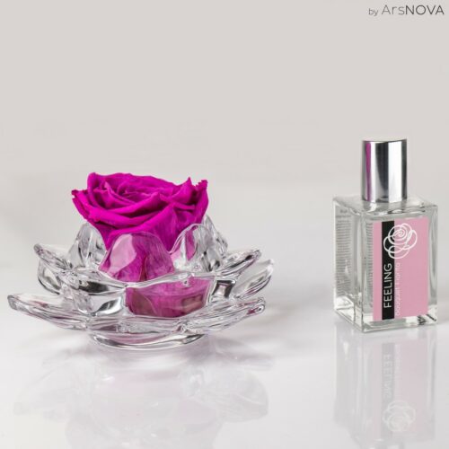 Grande rose parfumée de couleur fuchsia sur support en verre even et son parfum d’ambiance 