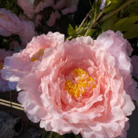 Fleurs d’amour – Image 2
