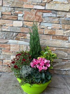 Coupe de plante