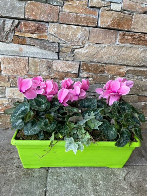 Petite Jardinière de Cyclamen – Image 2