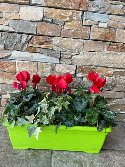 Petite Jardinière de Cyclamen – Image 3