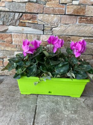 Petite Jardinière de Cyclamen