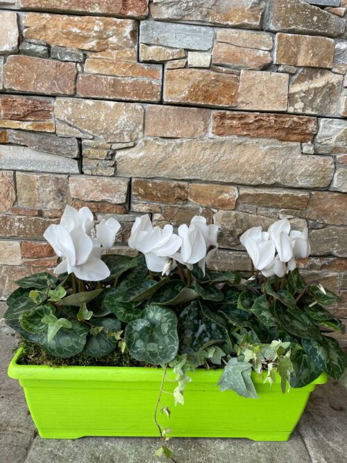 Petite Jardinière de Cyclamen – Image 4