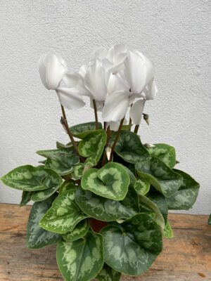 Petit Cyclamen en pot terre cuite