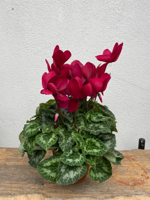 Petit Cyclamen en pot terre cuite – Image 2