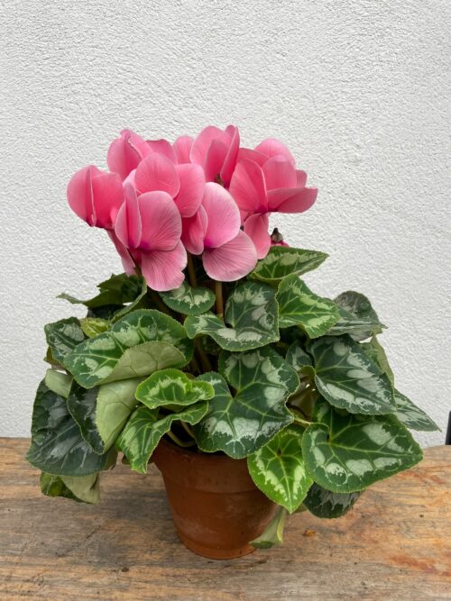 Petit Cyclamen en pot terre cuite – Image 3