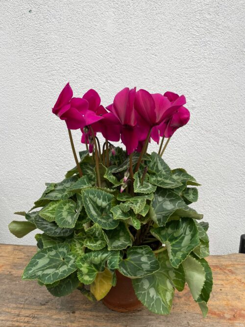 Petit Cyclamen en pot terre cuite – Image 4