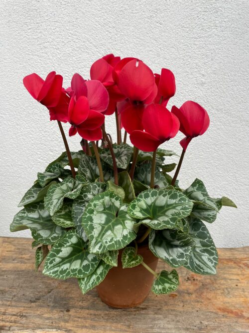 Petit Cyclamen en pot terre cuite – Image 5