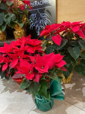 Poinsettia