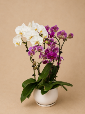 L'orchidée