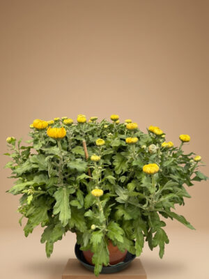 Chrysanthème